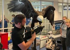 A Bald Eagle Surprised Fliers At North Carolina's Charlotte Airport 