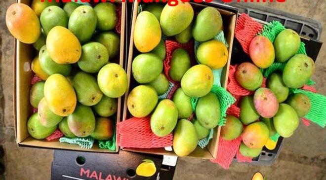 Malawi Mangoes